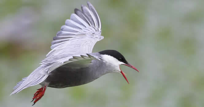 whiskered tern (John Long)