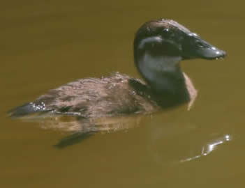 white-headed duckling