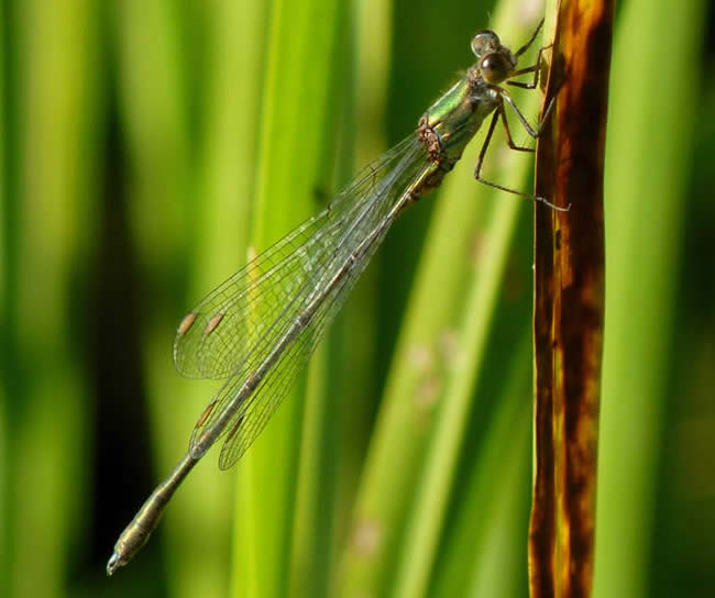 Willow Emerald Damselfly, NWT Thorpe Marshes