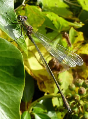 Willow Emerald on ivy