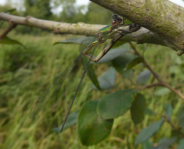 willow emerald, egg laying into a willow