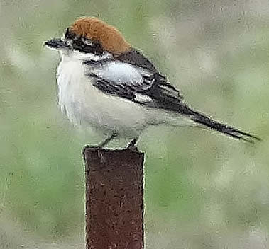 woodchat shrike (ED)
