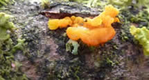 Yellow Brain fungus