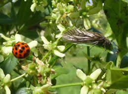 Alder fly