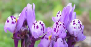 amethyst toadflax