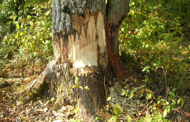 gnawed by beavers