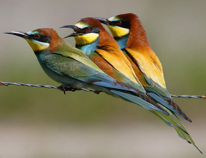 bee-eaters (Steve Fletcher)