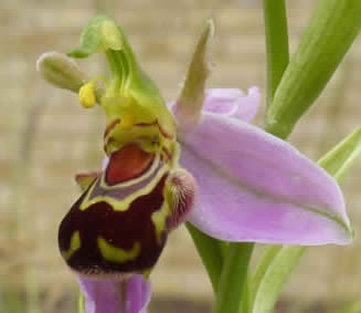 bee orchid