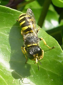 bee wolf