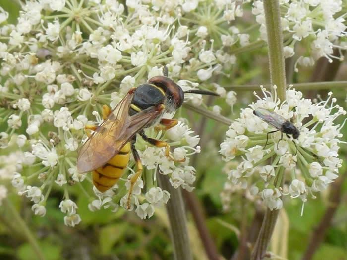 bee wolf