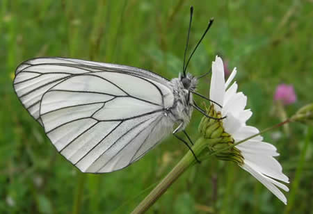 black-veined white