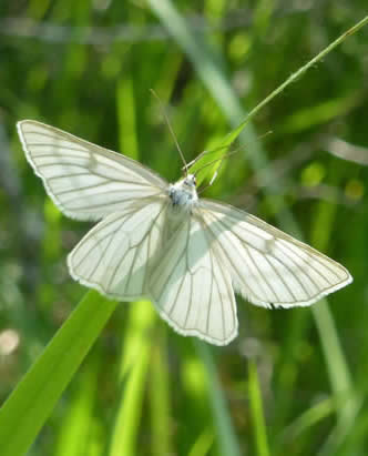 Black-veined white moth