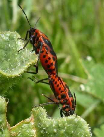 brassica bug Eurydema ventralis