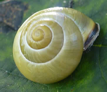 brown-lipped snail