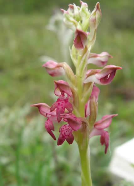 bug orchid