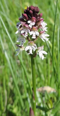 burnt-tip orchid