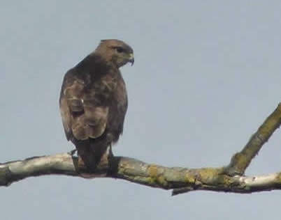 buzzard