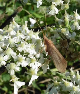 Caddis fly  on hogweed