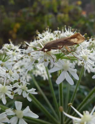 hogweed with caddis-fly