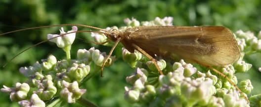 caddis-fly on hogweed