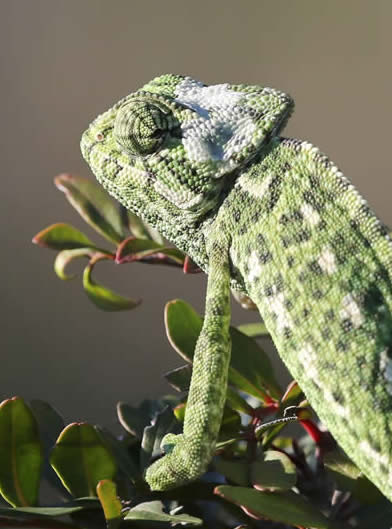 chameleon (Barry Madden)