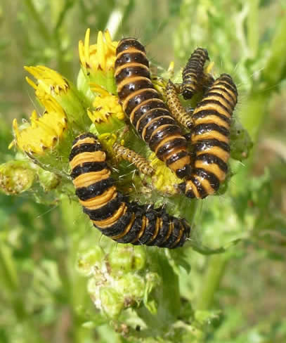 cinnabar moth caterpillars