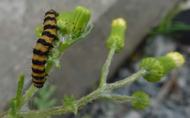 cinnabar moth caterpillar on groundsel