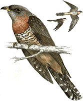 Piet-my-vrou or red-chested cuckoo