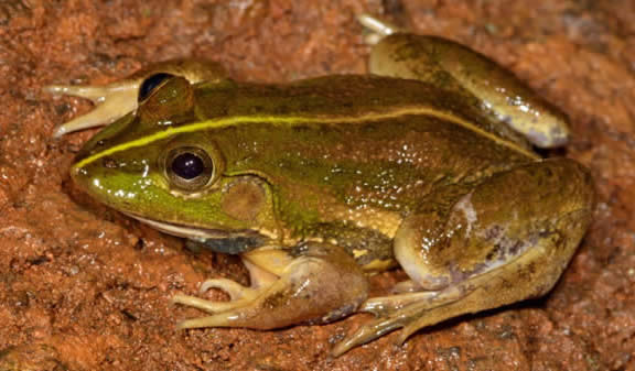 The newly-discovered frog species © Seshadri K S