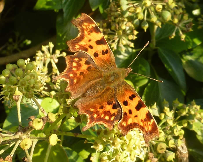 comma on ivy