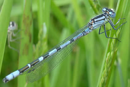 common blue damselfly