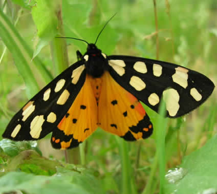 cream-spot tiger moth