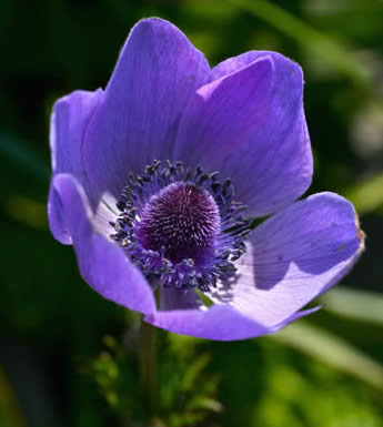 crown anemone