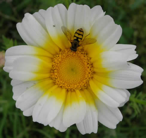 crown daisy with hoverfly