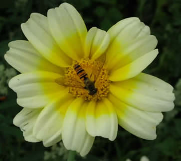 crown daisy with hoverfly