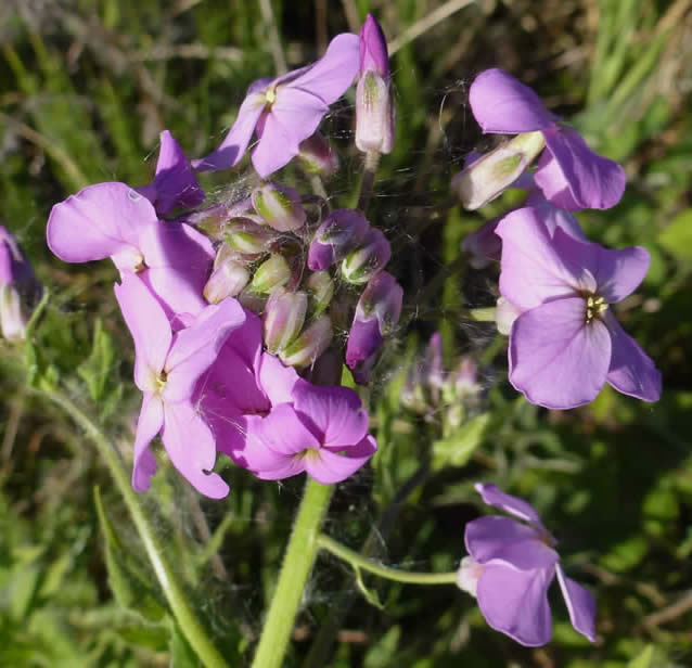 dame's violet