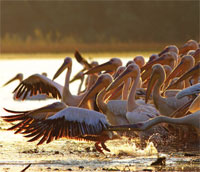 white pelicans