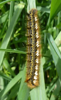 drinker moth caterpillar