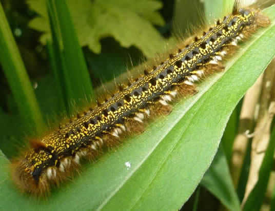 drinker moth caterpillar