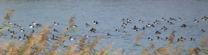 tufted ducks and pochards, 31 October