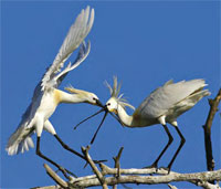 spoonbills