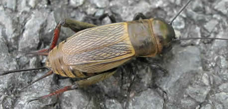 field cricket