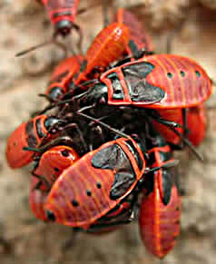 fire bug nymphs