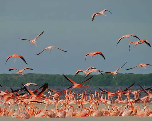 Greater flamingos at Rio Lagartos