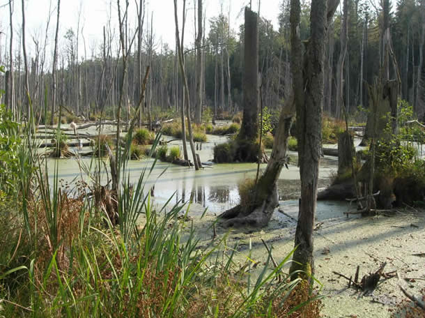 flooded forest