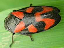 froghopper