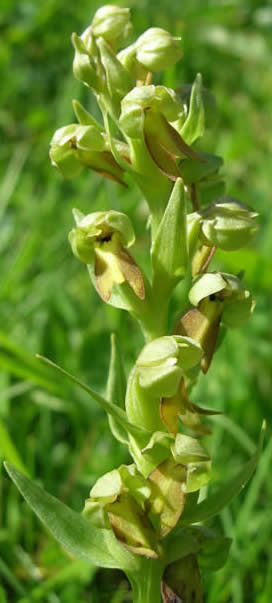 frog orchid