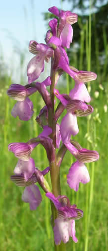 green-winged orchid