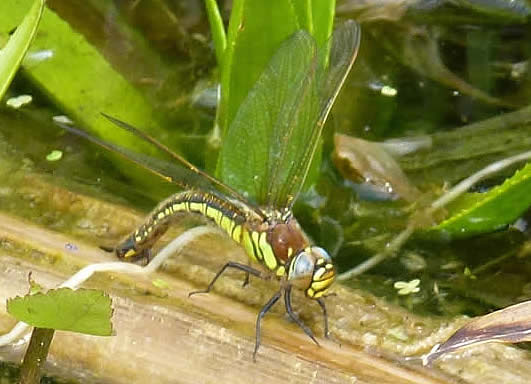 hairy dragonfly