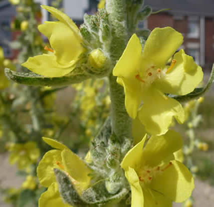 hoary mullein